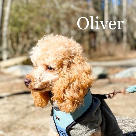 Meet the cute poodles! - Picture 3 of 8